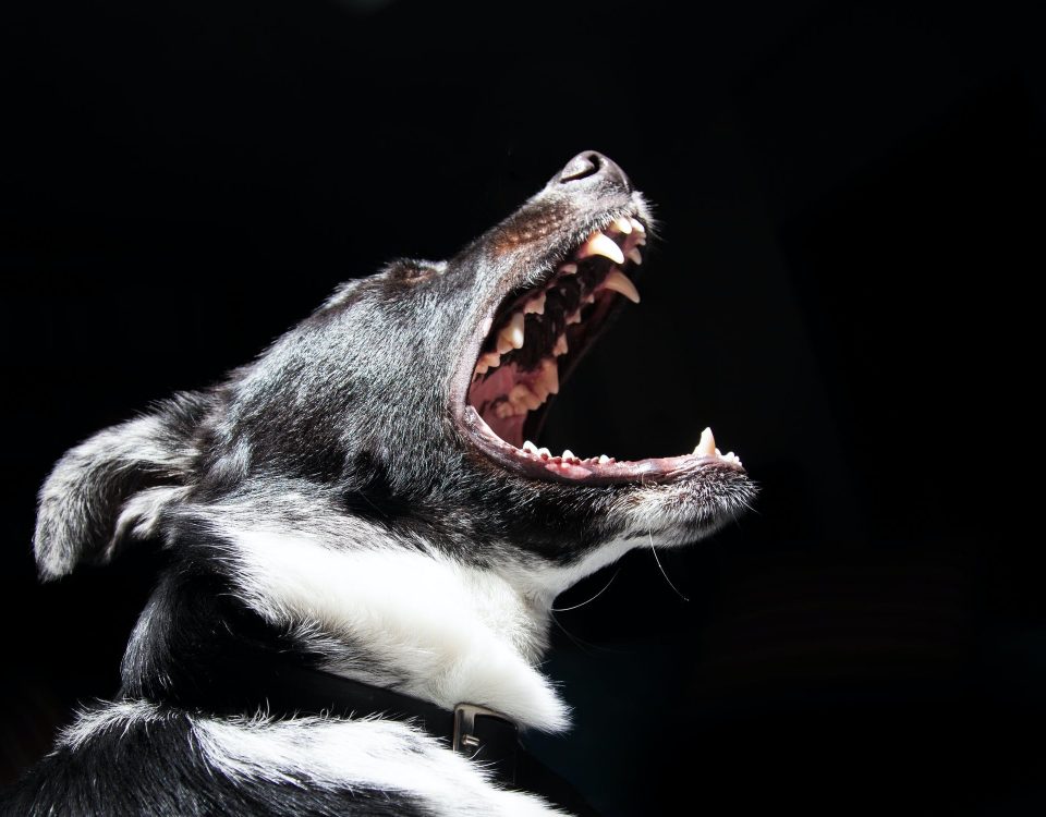 Dog Bite Attorneys in Norcross GA